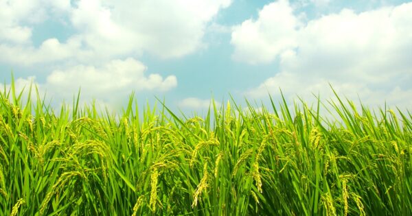 夏季休業のお知らせ